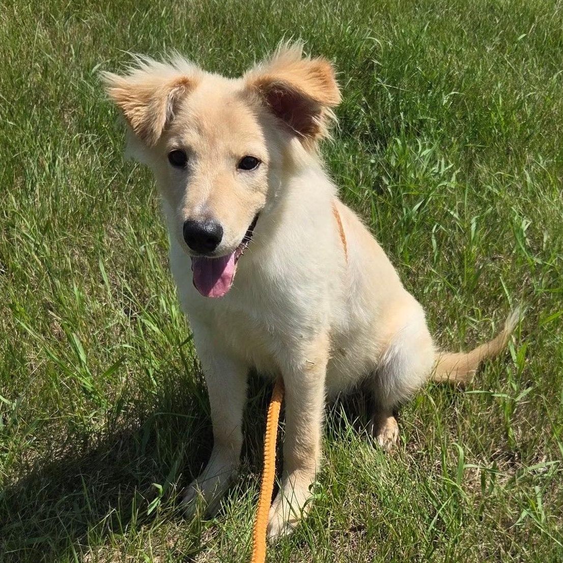 Coyote, Adoptable, Puppy Male Mixed Breed.