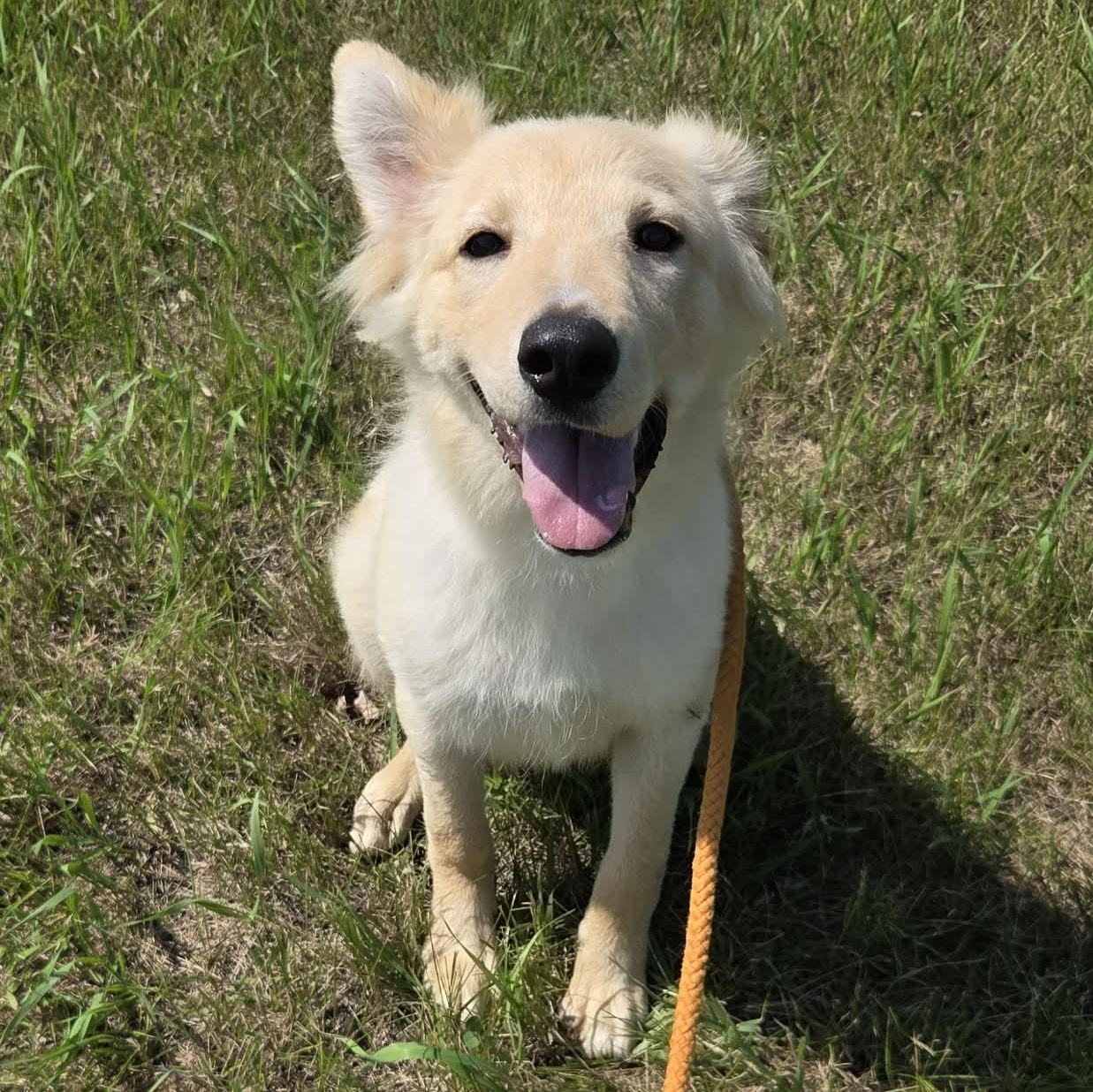 Coyote, a Adoptable mixed breed in Saskatoon, SK image 2/2
