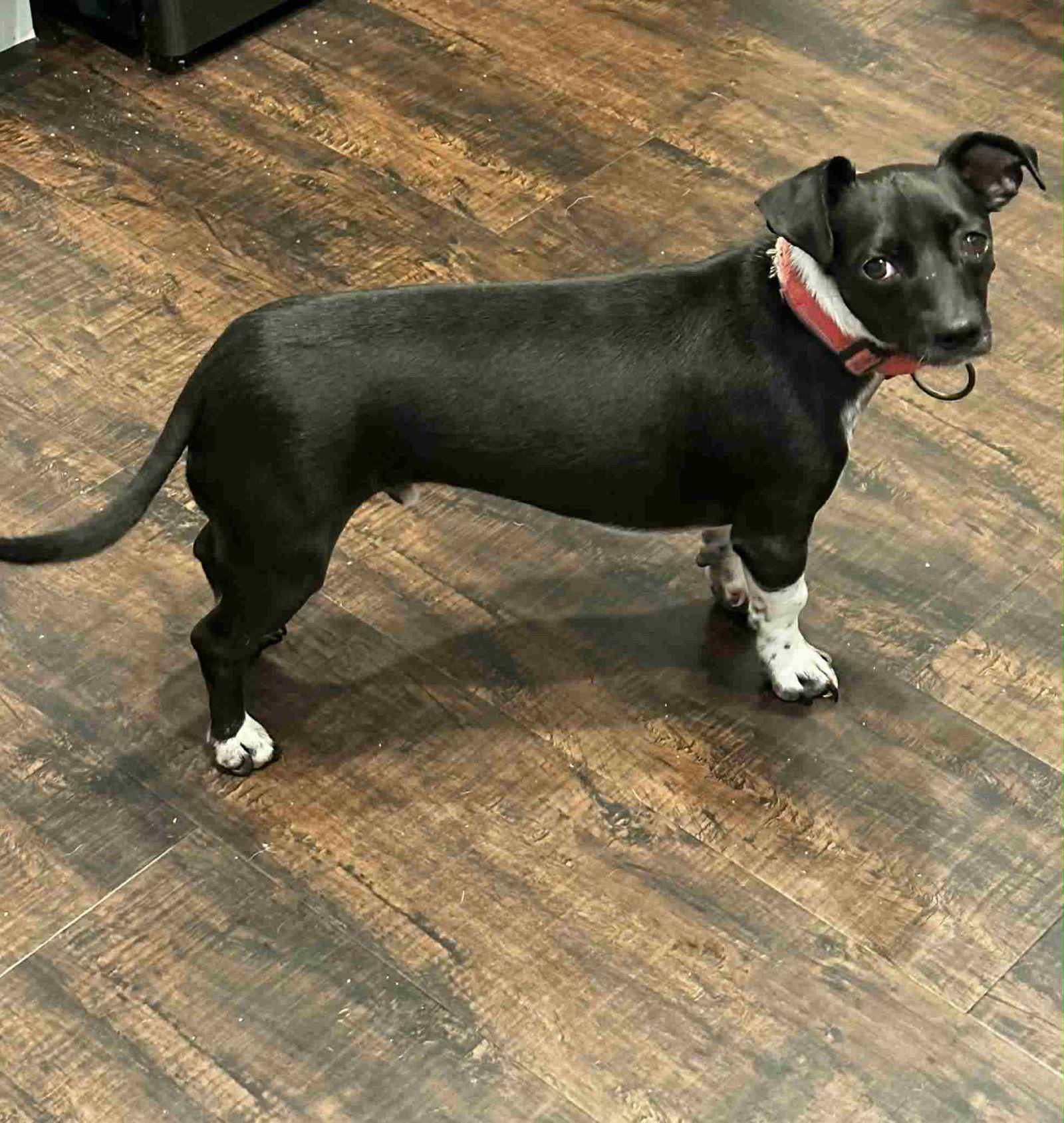 Smudge - Bonded to Bella, a Adopted mixed breed in Holly Springs, NC image 1/2