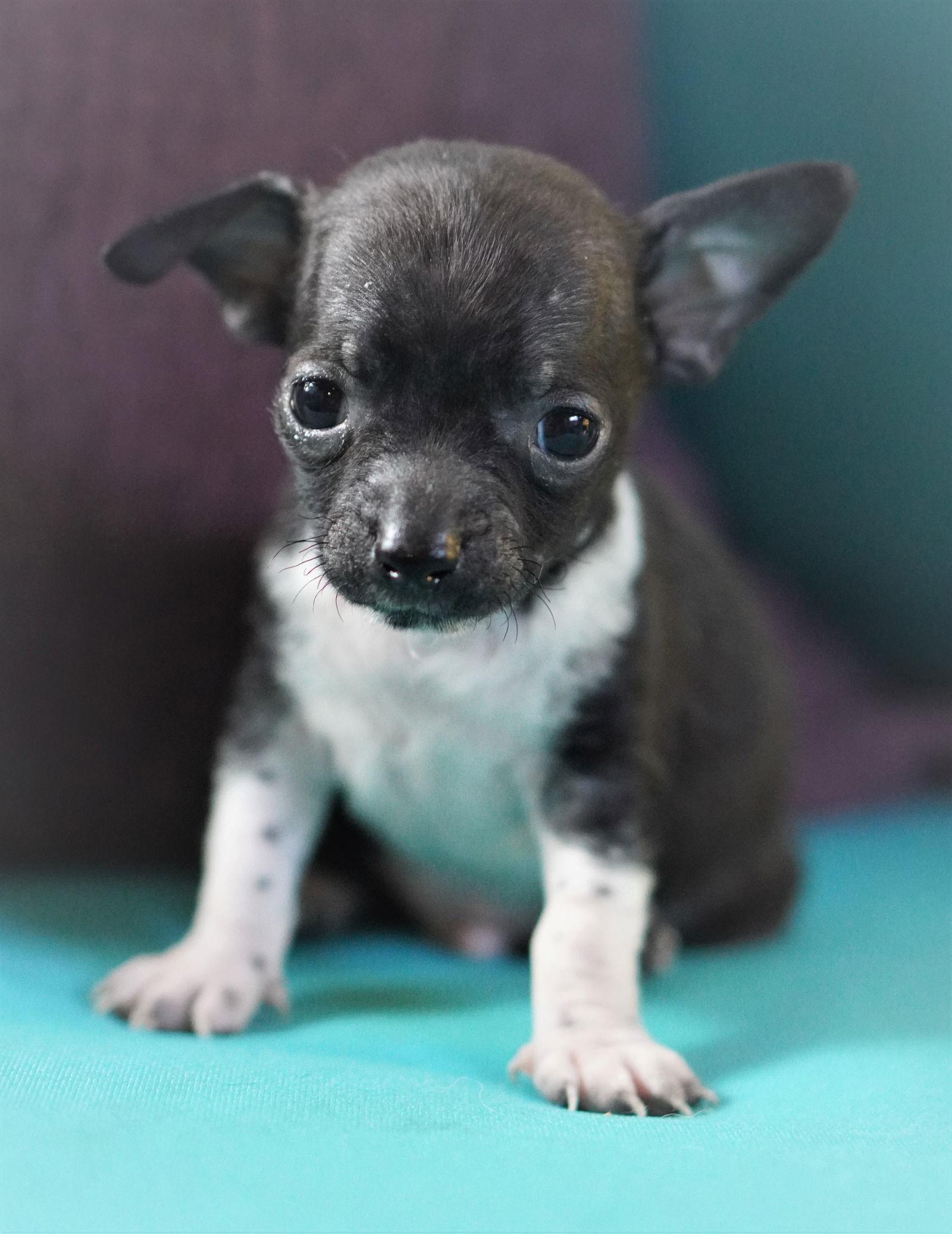 Smudge - Bonded to Bella, a Adopted mixed breed in Holly Springs, NC image 2/2