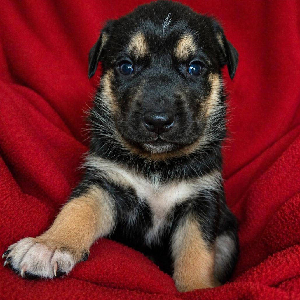 Crape Myrtle, a Adoptable Husky in Newport, TN image 1/3