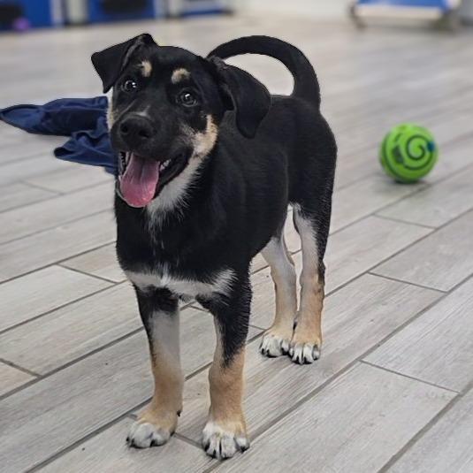 Crape Myrtle, a Adoptable Husky in Newport, TN image 3/3