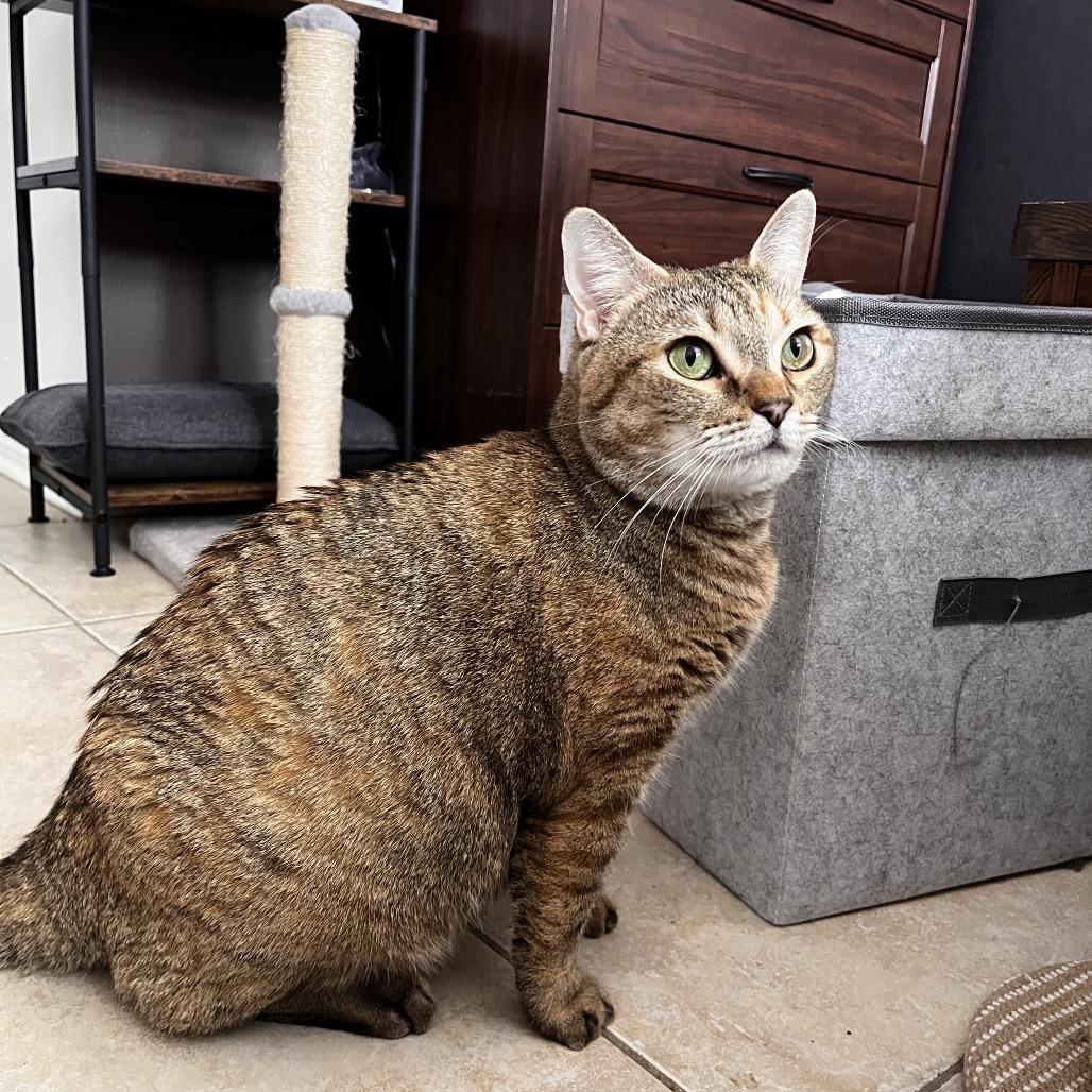 Mican, Adoptable, Adult Female Domestic Short Hair.