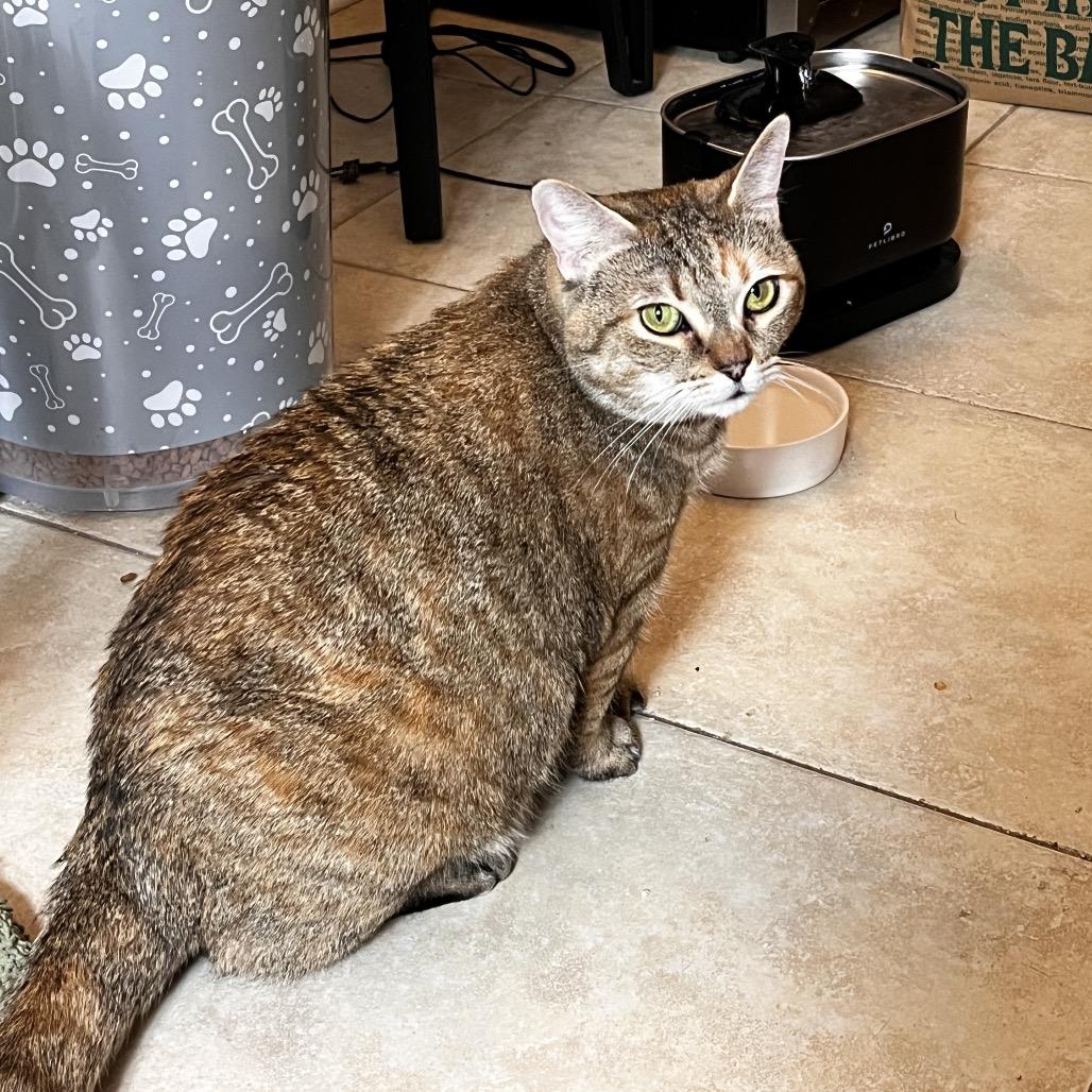Enlarge Mican, a Adoptable Domestic Short Hair in Lauderhill, FL image 2/5
