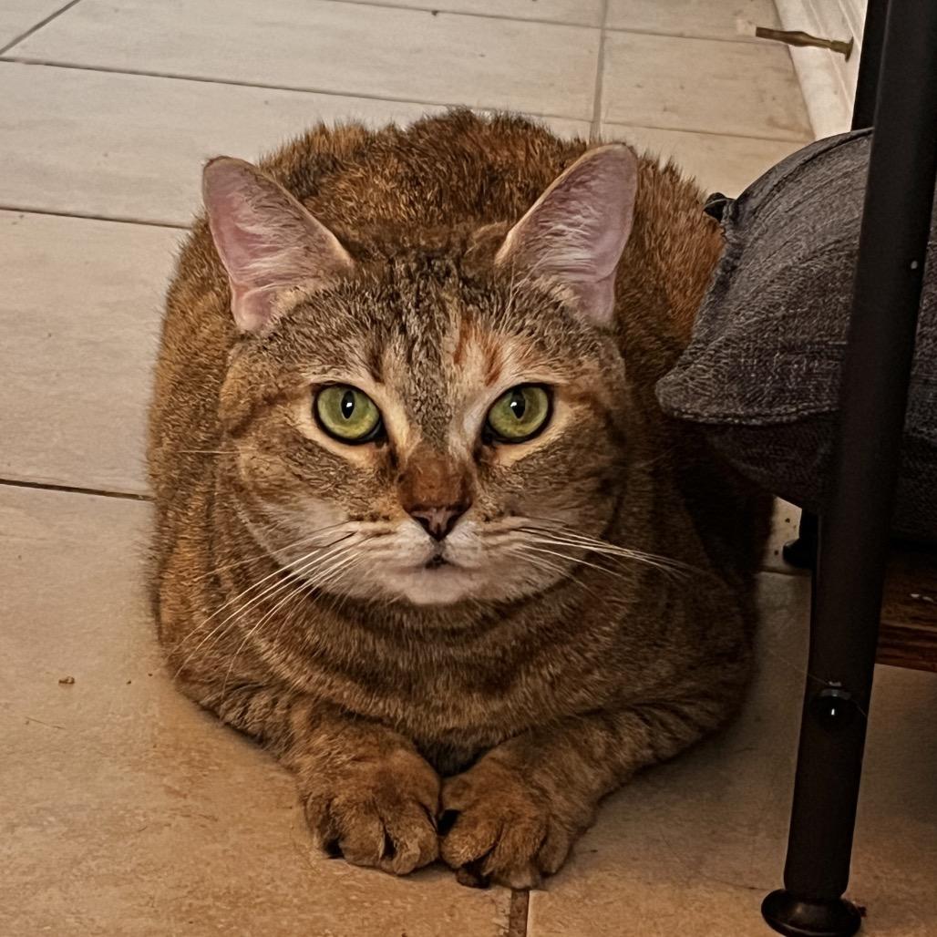 Enlarge Mican, a Adoptable Domestic Short Hair in Lauderhill, FL image 3/5