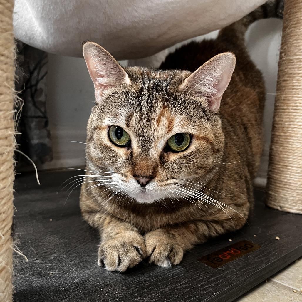Enlarge Mican, a Adoptable Domestic Short Hair in Lauderhill, FL image 4/5