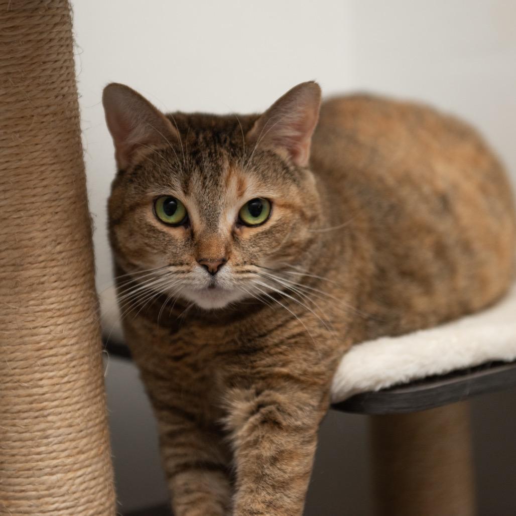 Enlarge Mican, a Adoptable Domestic Short Hair in Lauderhill, FL image 5/5