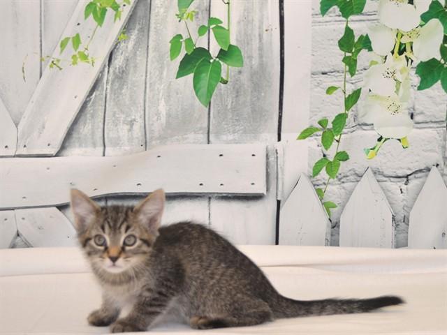 AMY, Adoptable, Kitten Female Domestic Medium Hair.