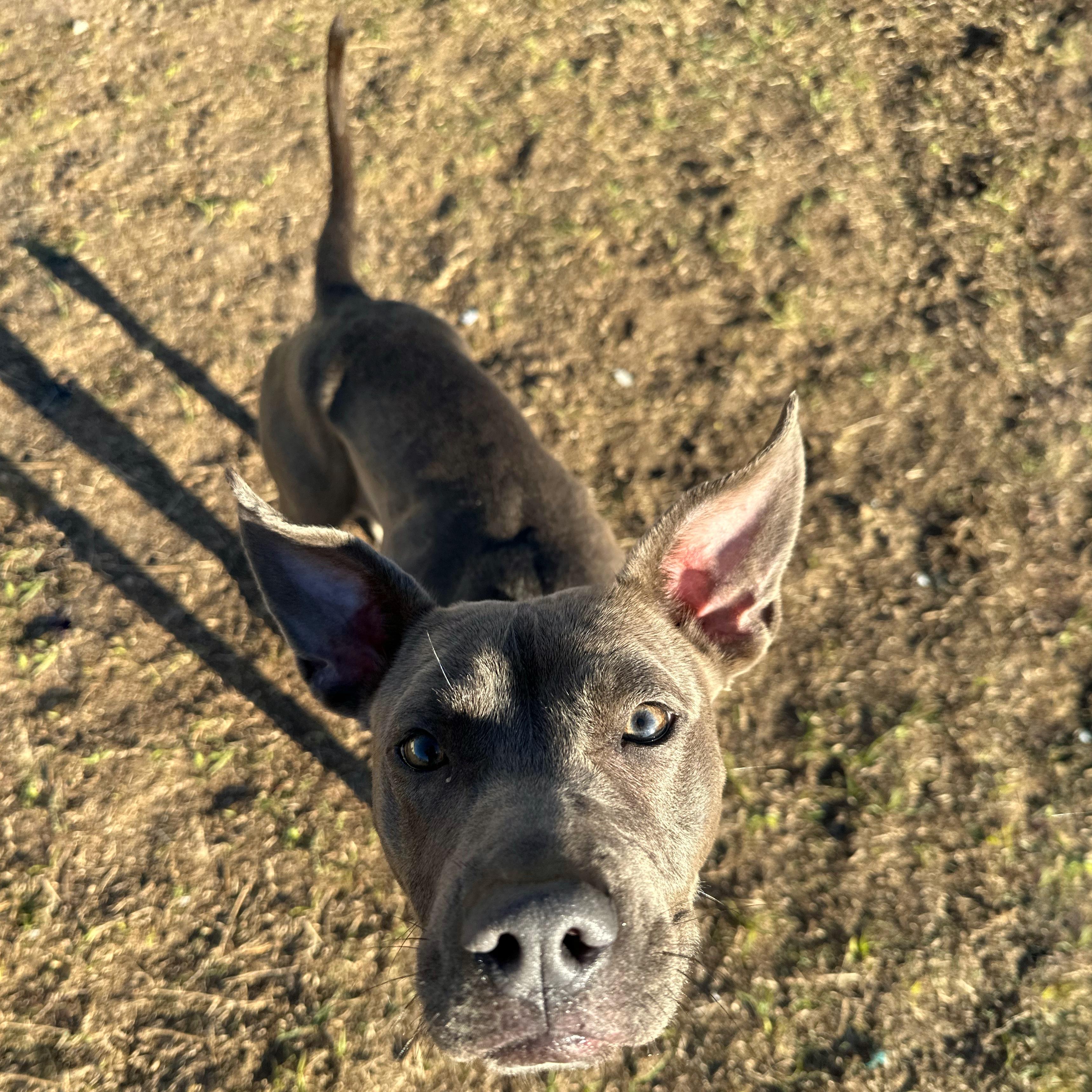 Enlarge Amelia, a ADOPTABLE mixed breed in Valdosta, GA image 1/4