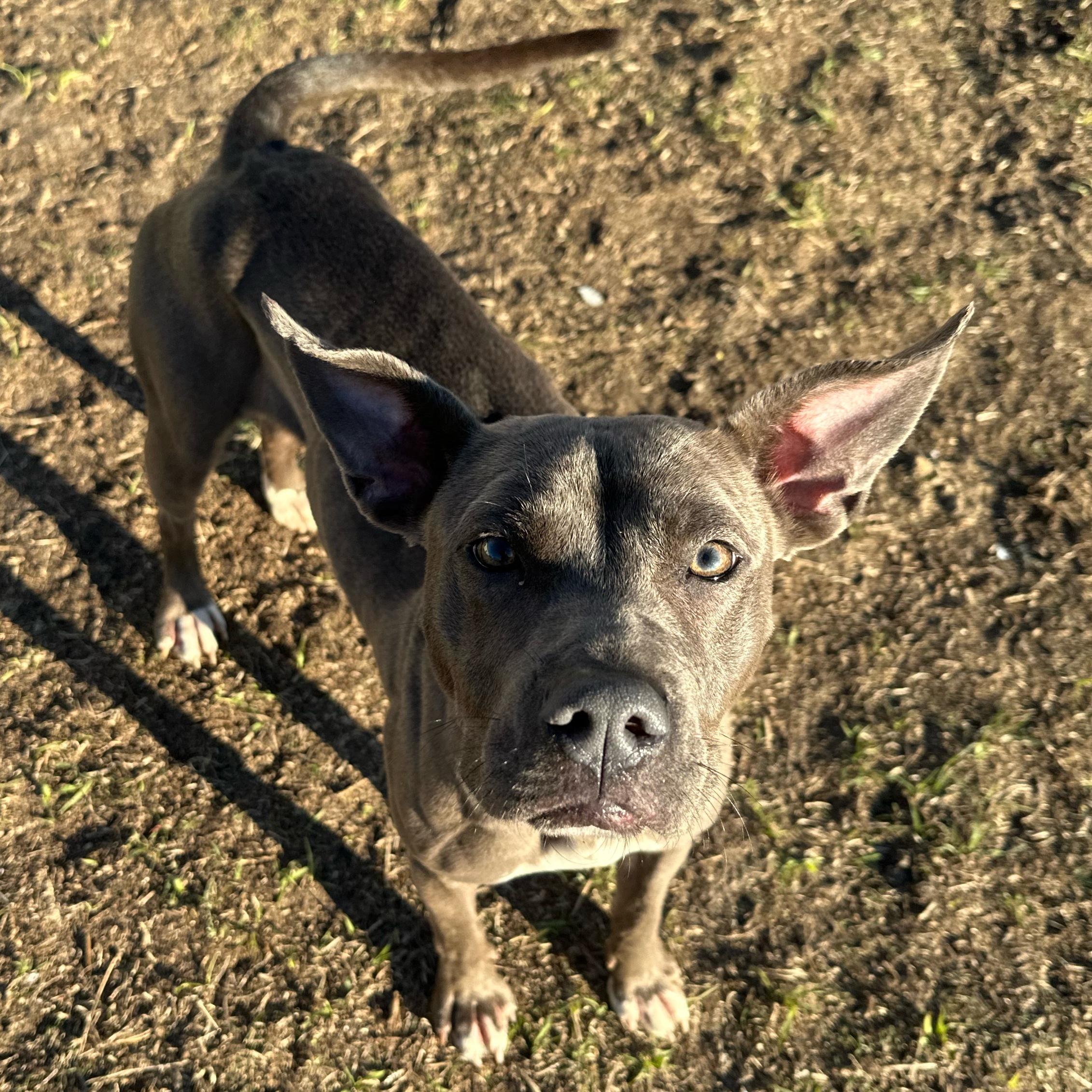 Enlarge Amelia, a ADOPTABLE mixed breed in Valdosta, GA image 2/4