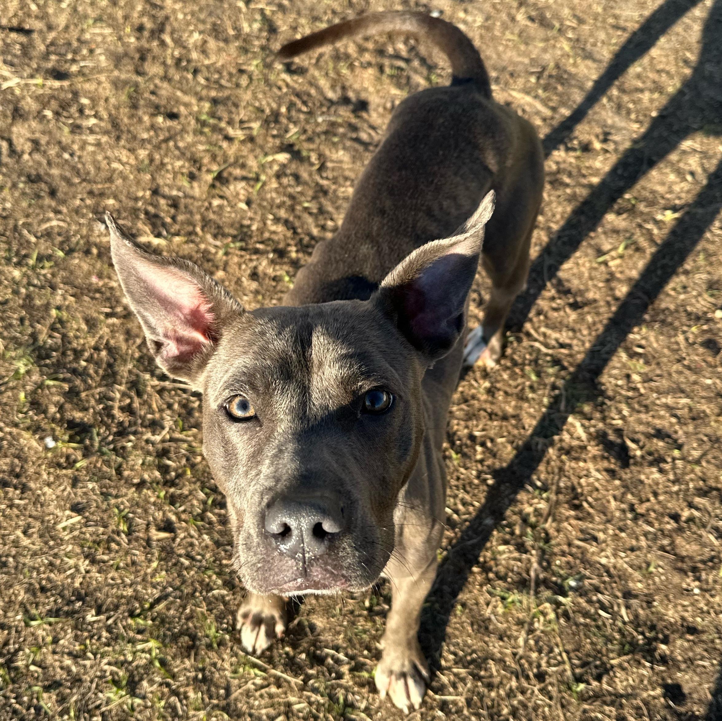 Enlarge Amelia, a ADOPTABLE mixed breed in Valdosta, GA image 3/4