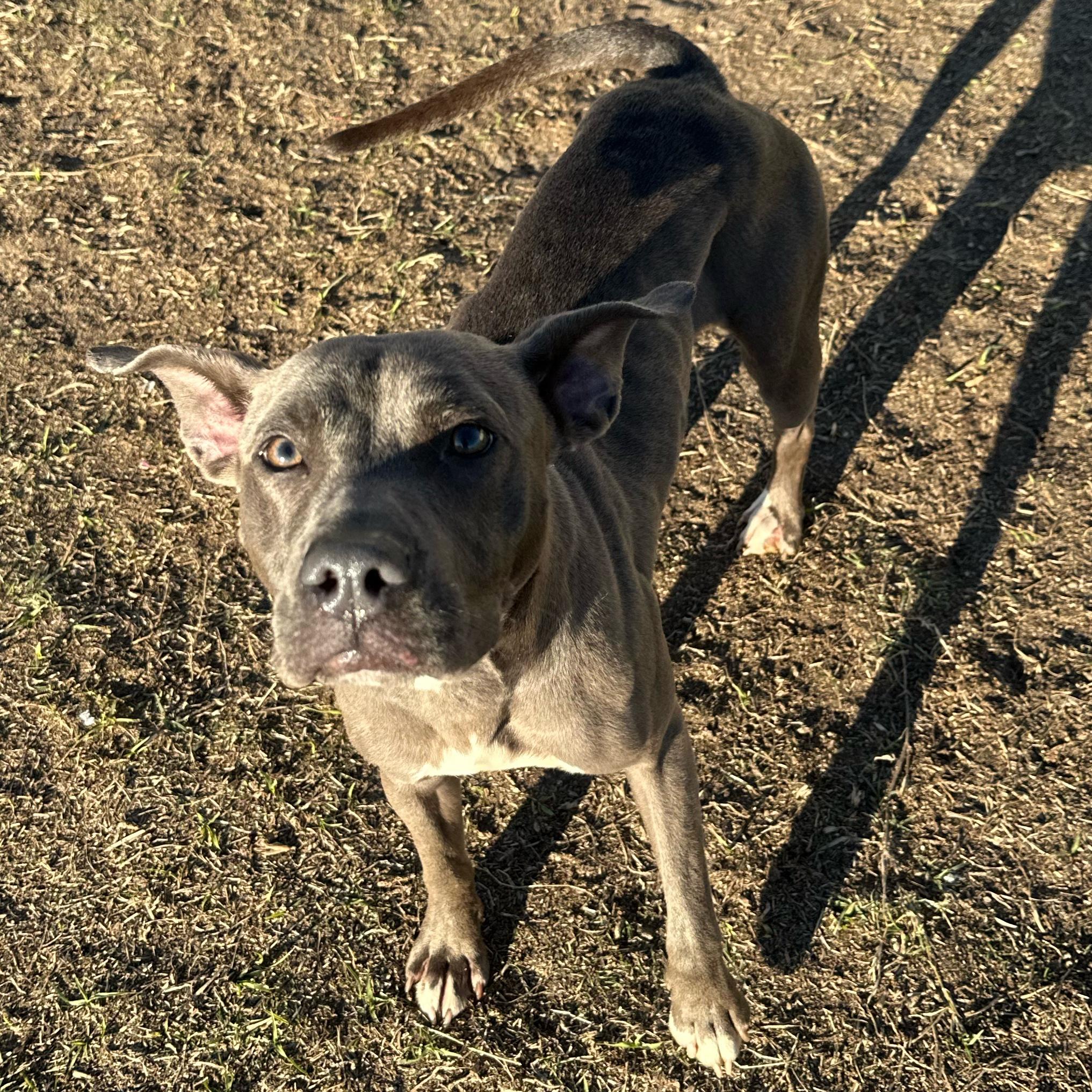 Enlarge Amelia, a ADOPTABLE mixed breed in Valdosta, GA image 4/4