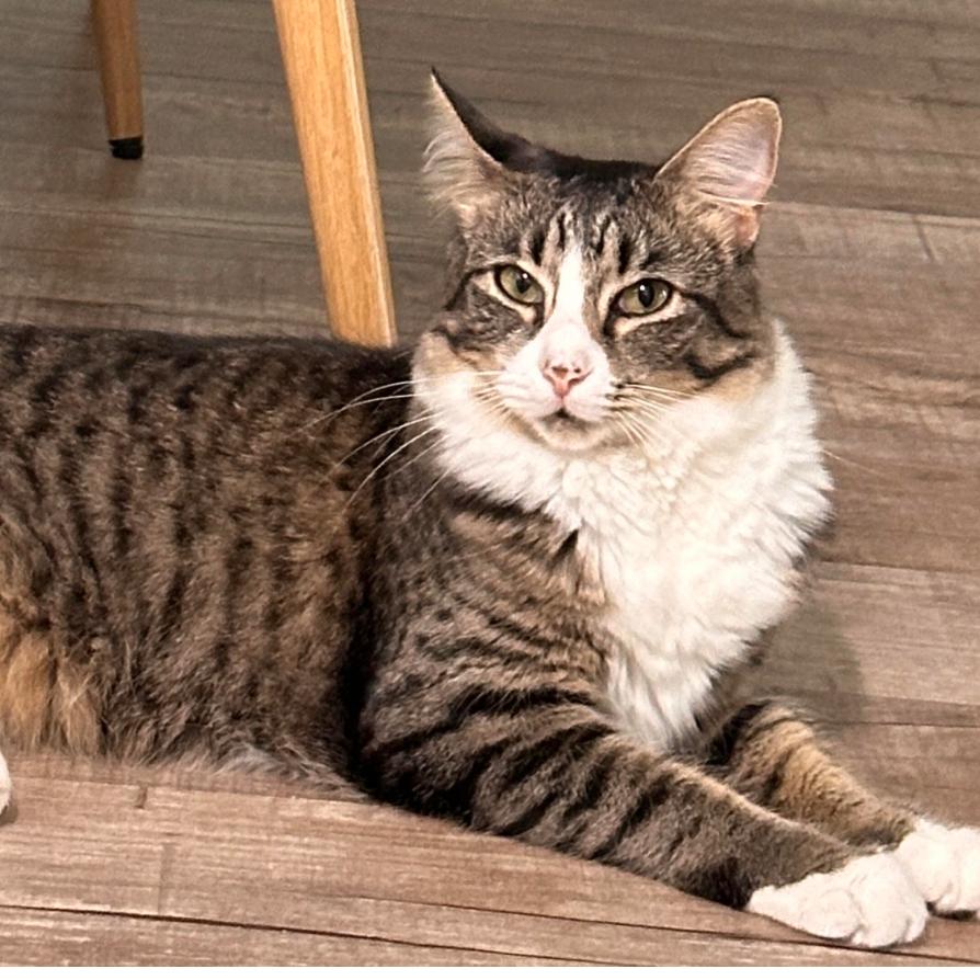 Enlarge Gizmo adopt with Sophie, a Adoptable Domestic Medium Hair in Fayetteville, GA image 1/1