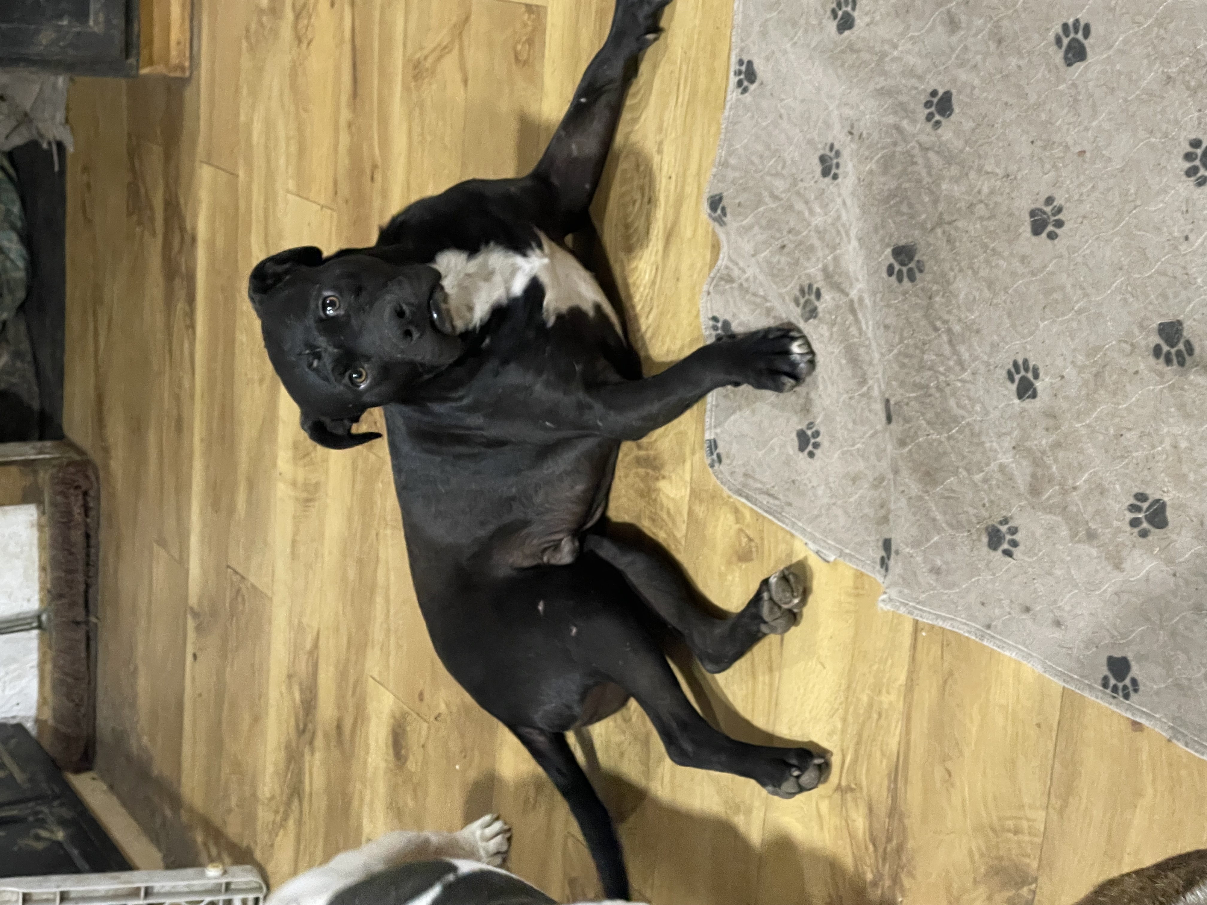 Enlarge Fudge, a Adoptable mixed breed in AMARILLO, TX image 3/6