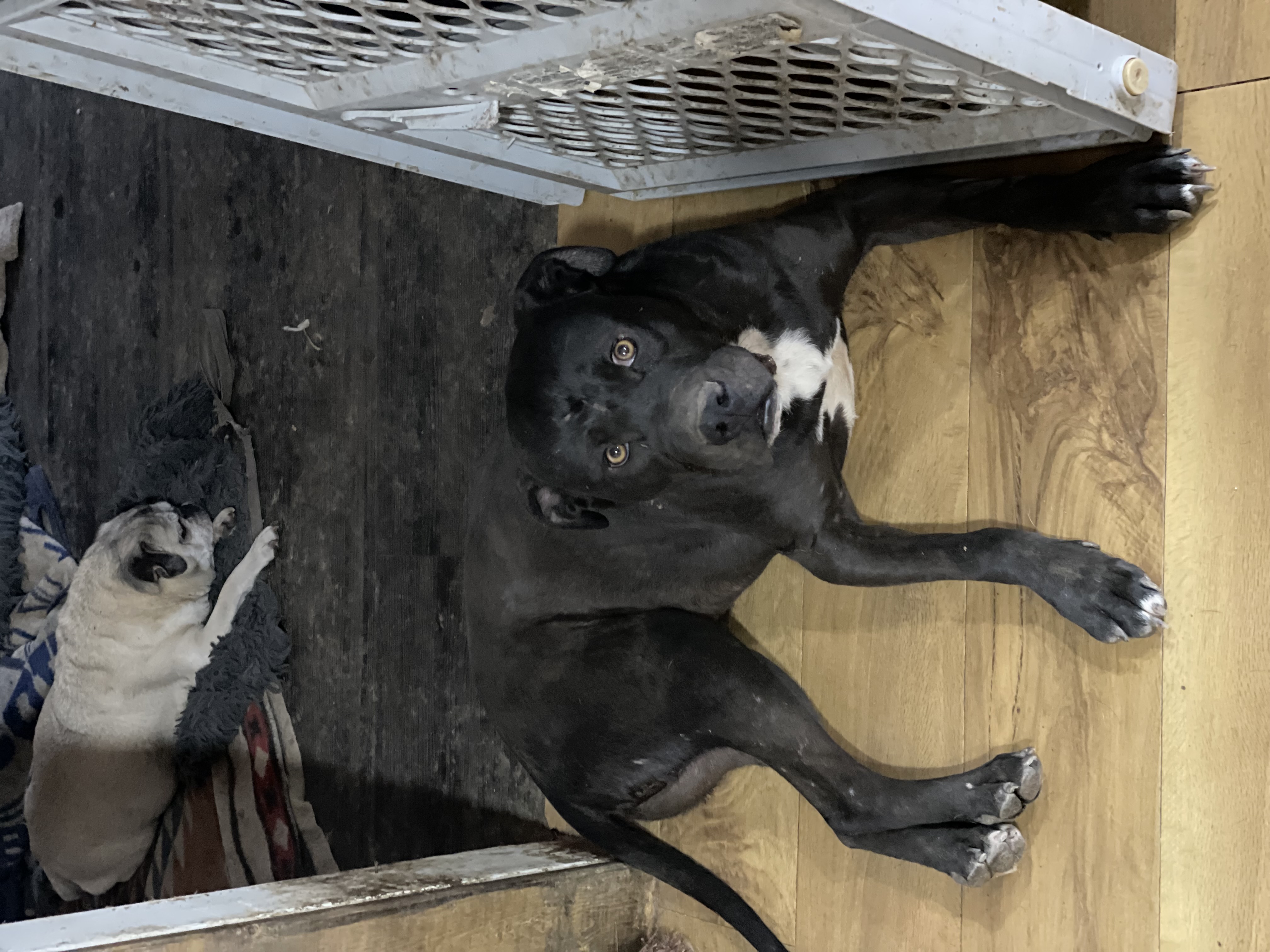 Enlarge Fudge, a Adoptable mixed breed in AMARILLO, TX image 4/6