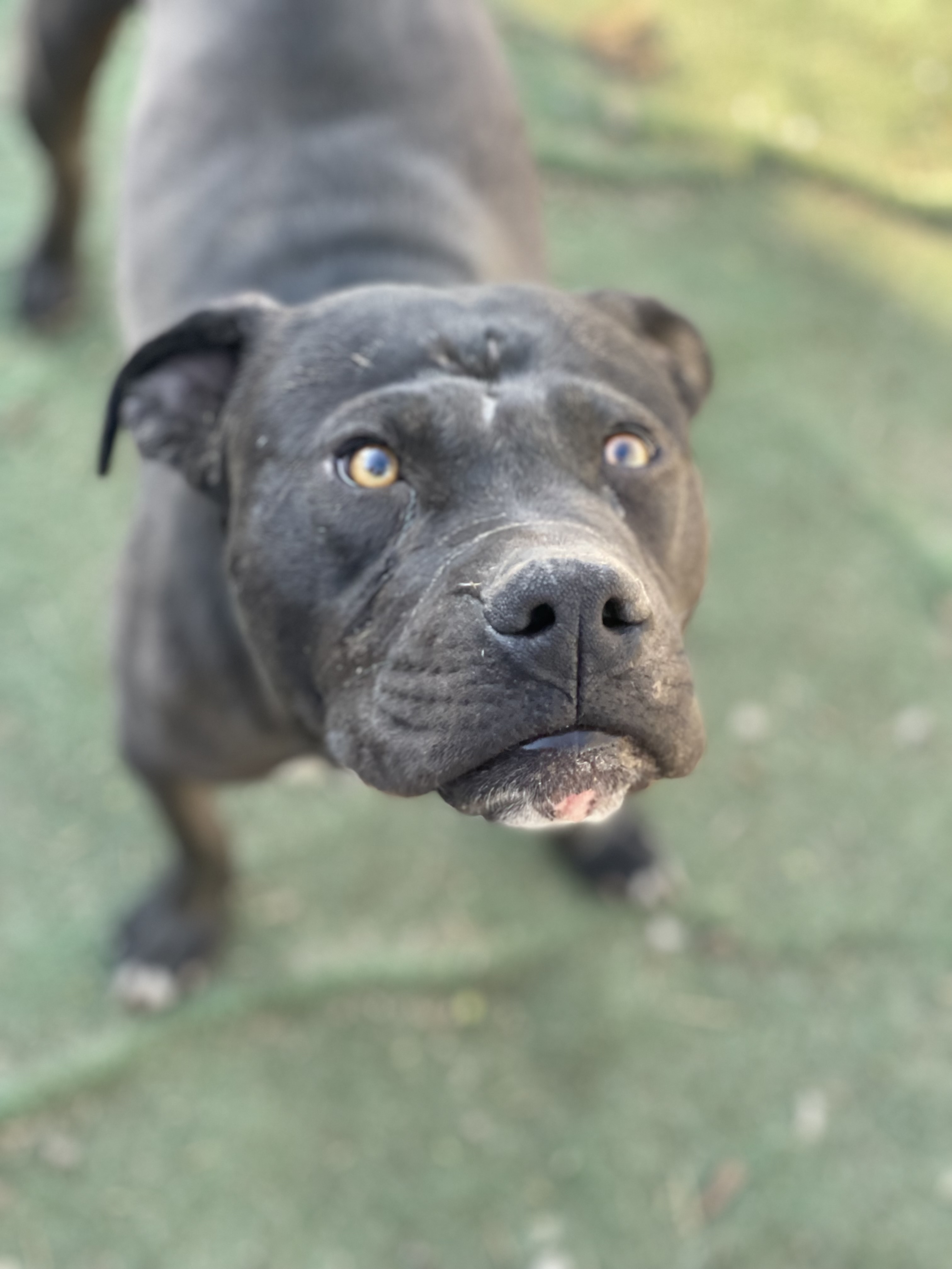 Enlarge Fudge, a Adoptable mixed breed in AMARILLO, TX image 5/6
