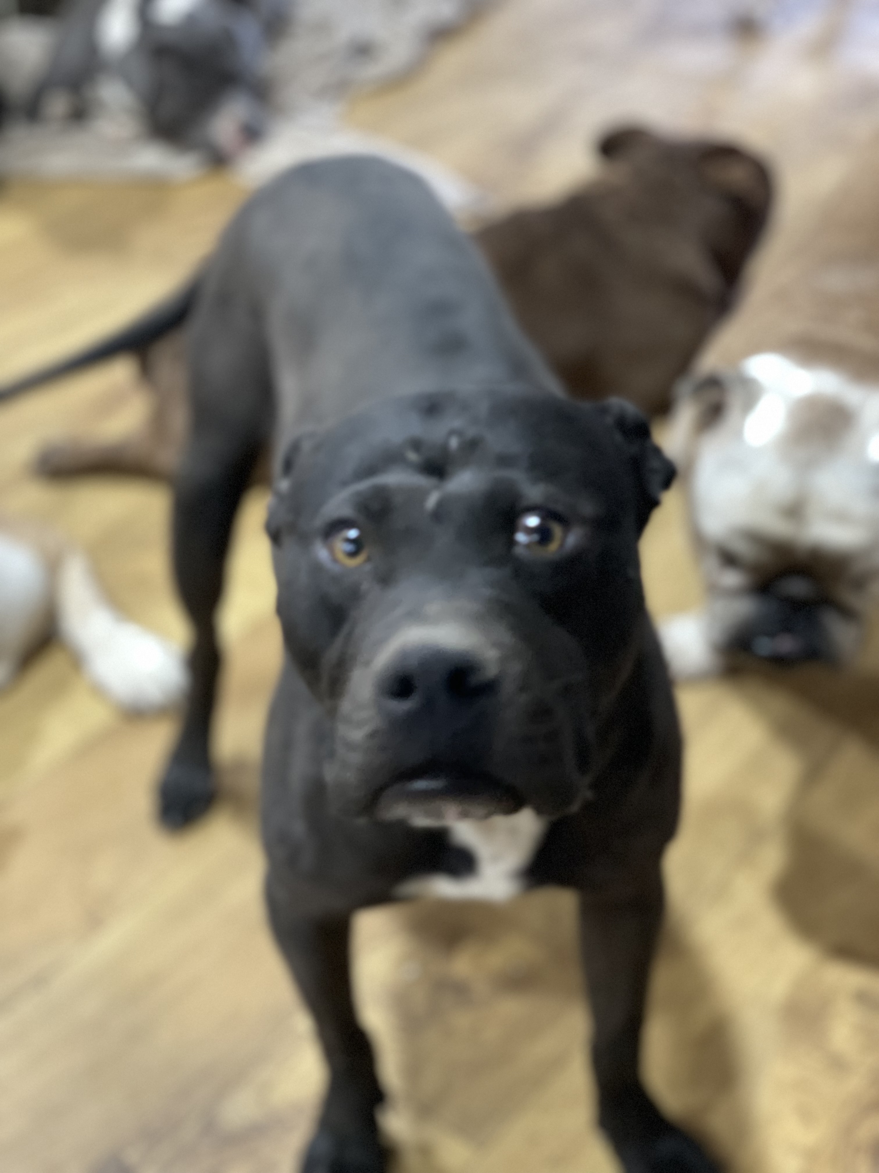 Enlarge Fudge, a Adoptable mixed breed in AMARILLO, TX image 6/6