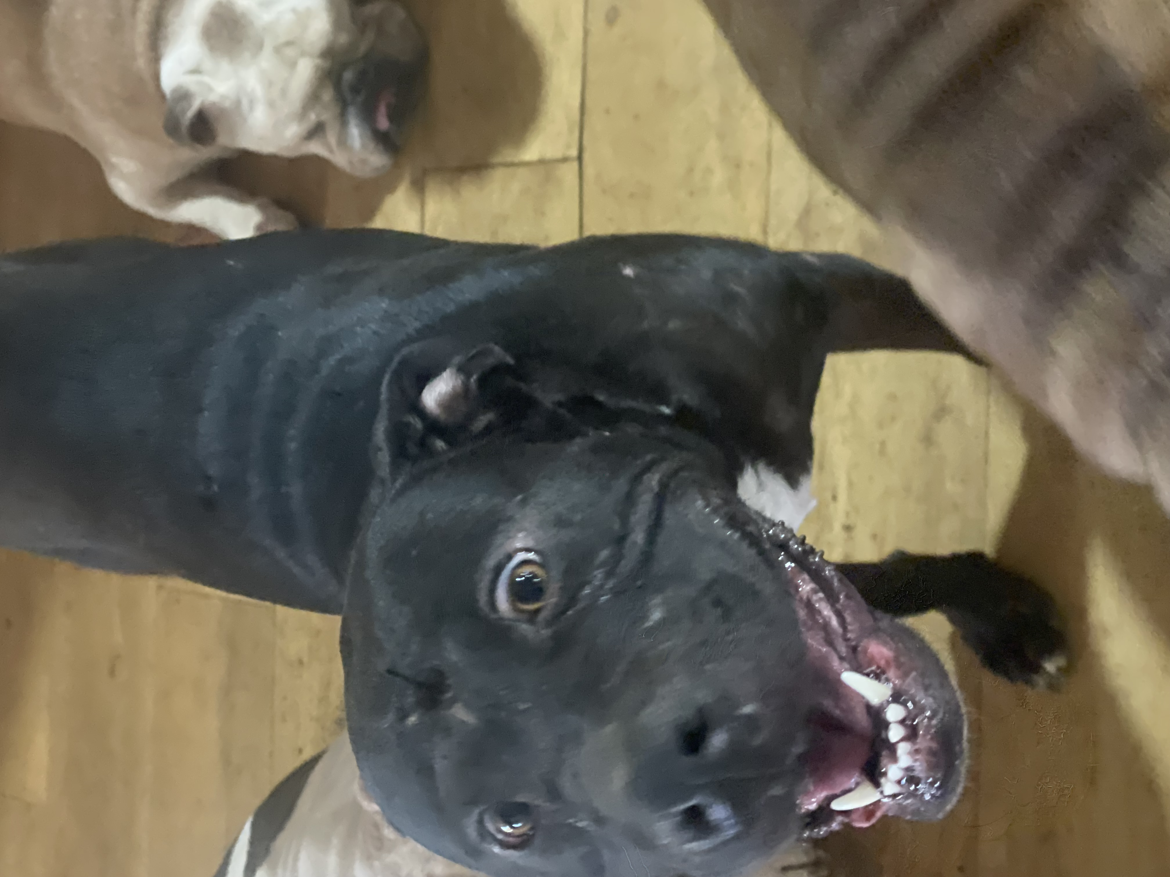 Enlarge Fudge, a Adoptable mixed breed in AMARILLO, TX image 1/6