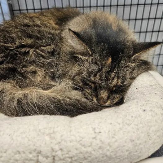 Crystal, Adopted, Adult Female Domestic Long Hair.