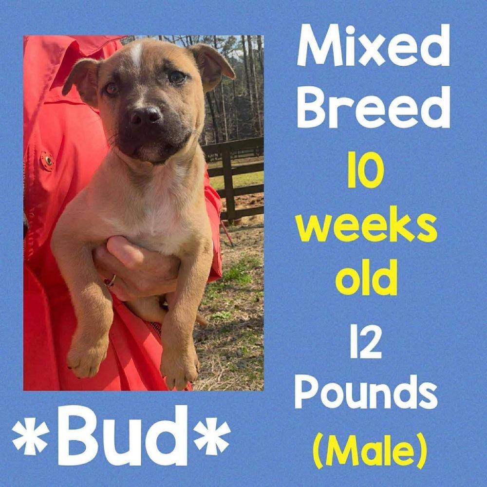 Enlarge Bud, a Adopted mixed breed in Amherst, NY image 1/1