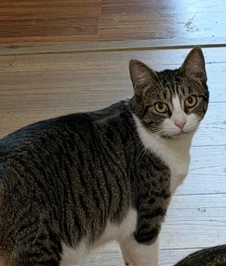 Milo, Adoptable, Kitten Male Domestic Short Hair.