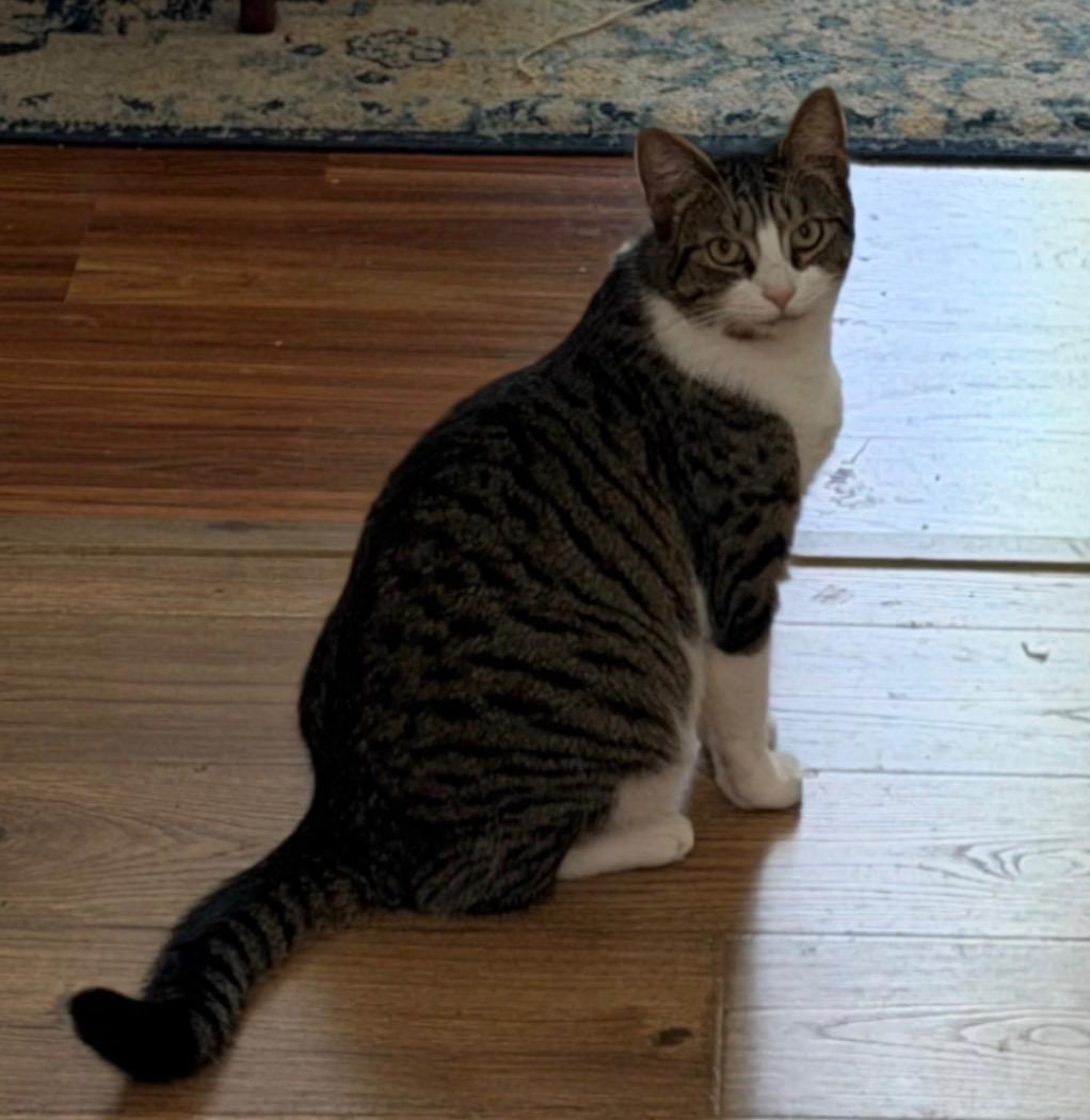 Milo, a Adoptable Domestic Short Hair in Allentown, PA image 2/2