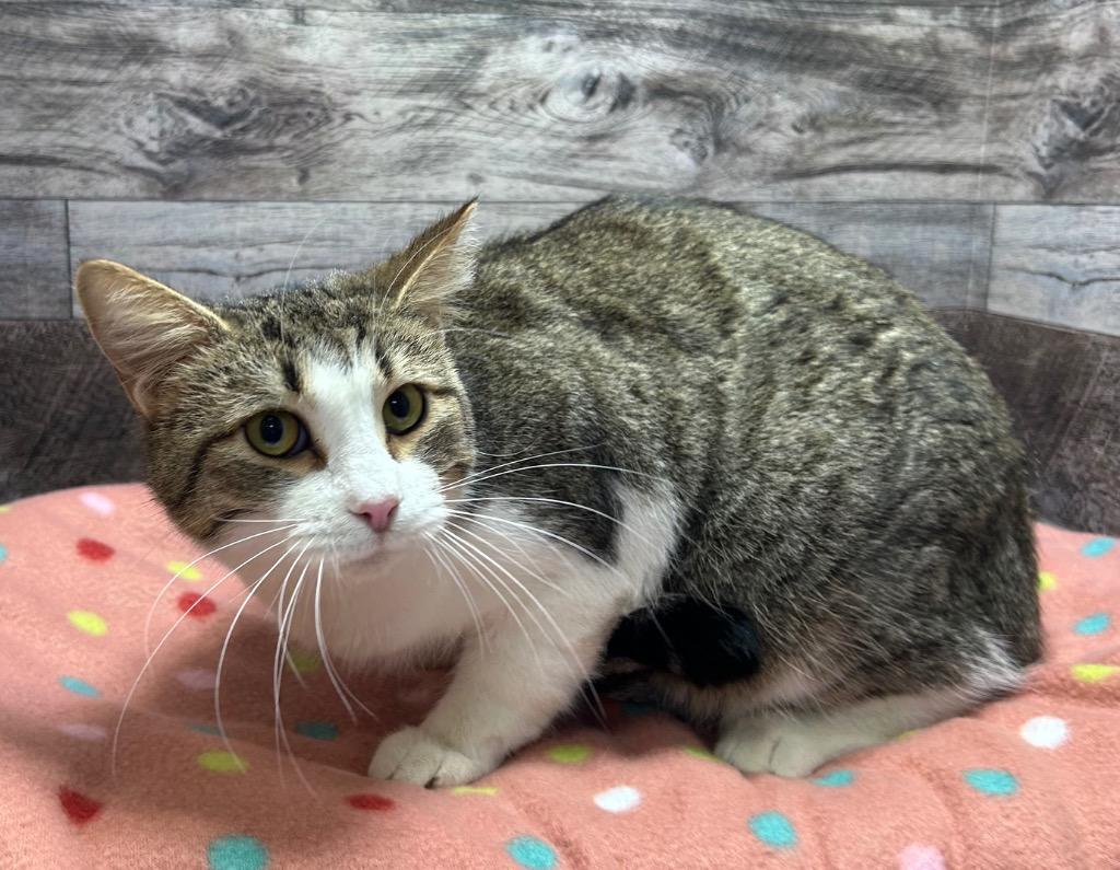 Barney, Adoptable, Young Male Domestic Short Hair.
