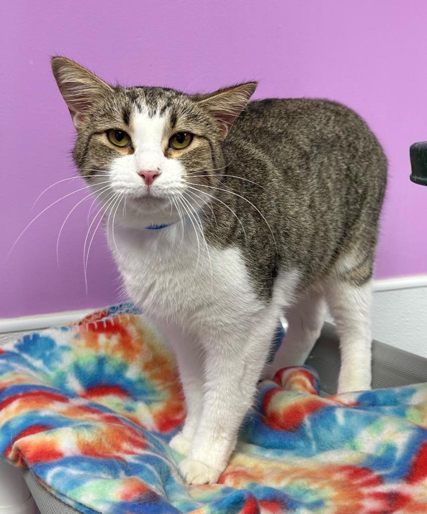 Barney, a Adoptable mixed breed in Washington Court House, OH image 2/3