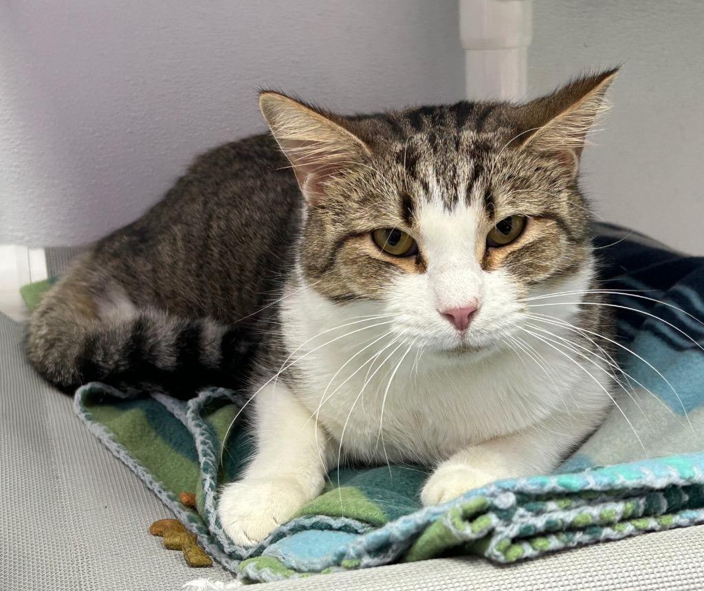 Barney, a Adoptable mixed breed in Washington Court House, OH image 3/3