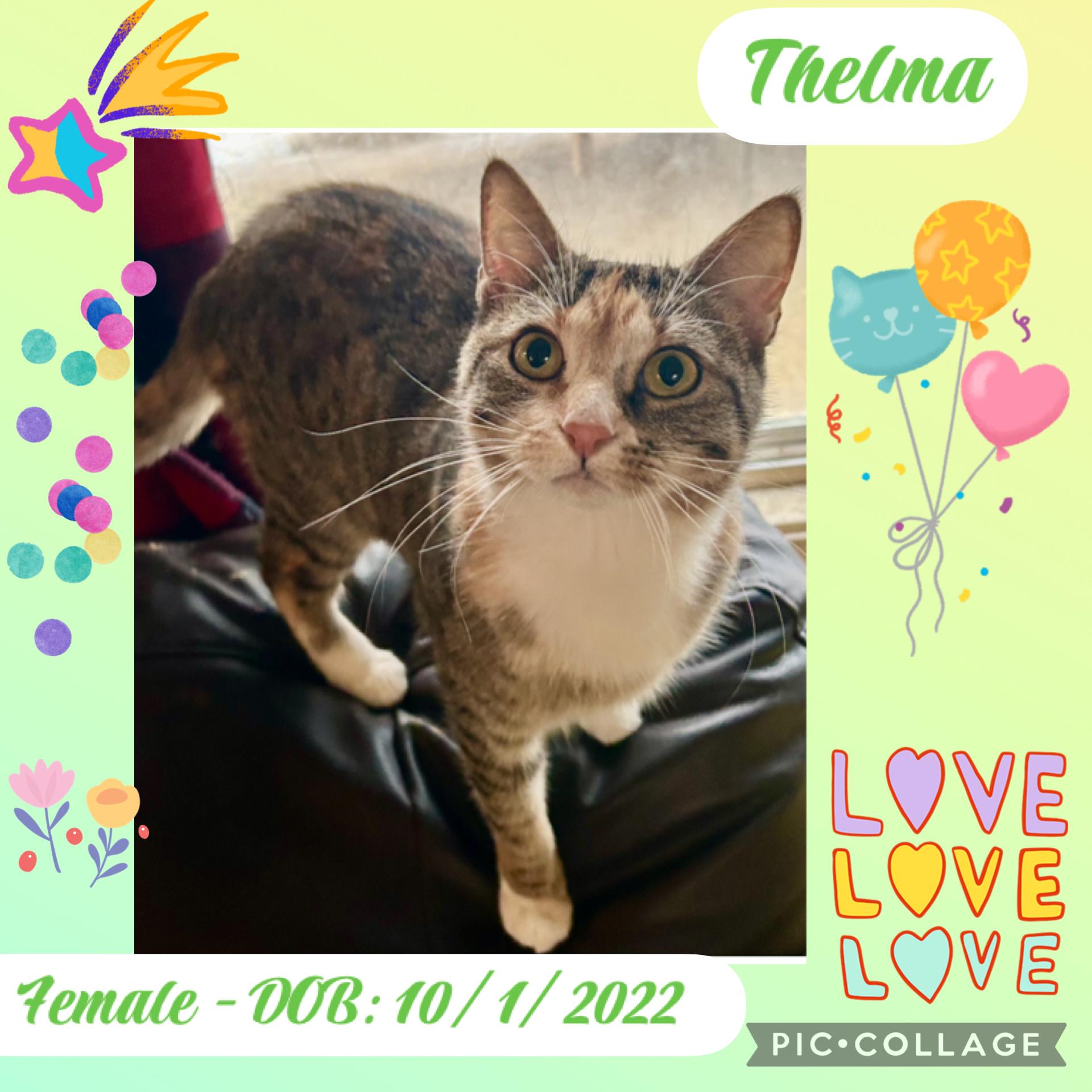 Thelma, an adoptable Tabby in Anchorage, AK, 99516 | Photo Image 1