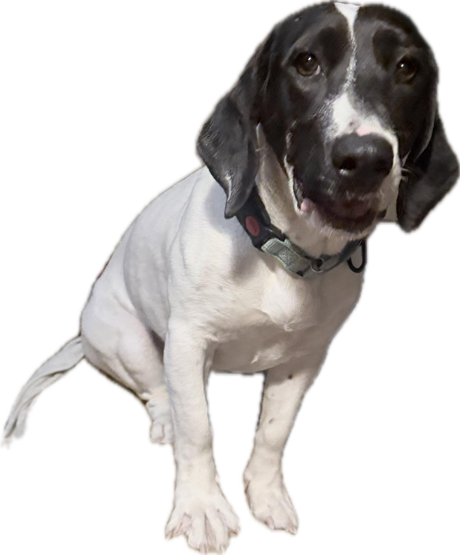 Enlarge Pickle (Sacramento), a Adoptable Basset Hound in Petaluma, CA image 1/3