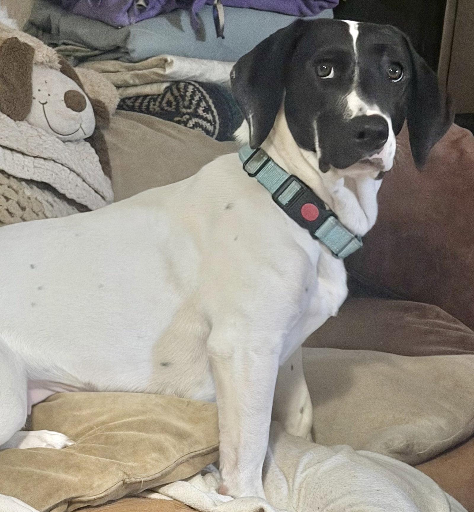Enlarge Pickle (Sacramento), a Adoptable Basset Hound in Petaluma, CA image 2/3