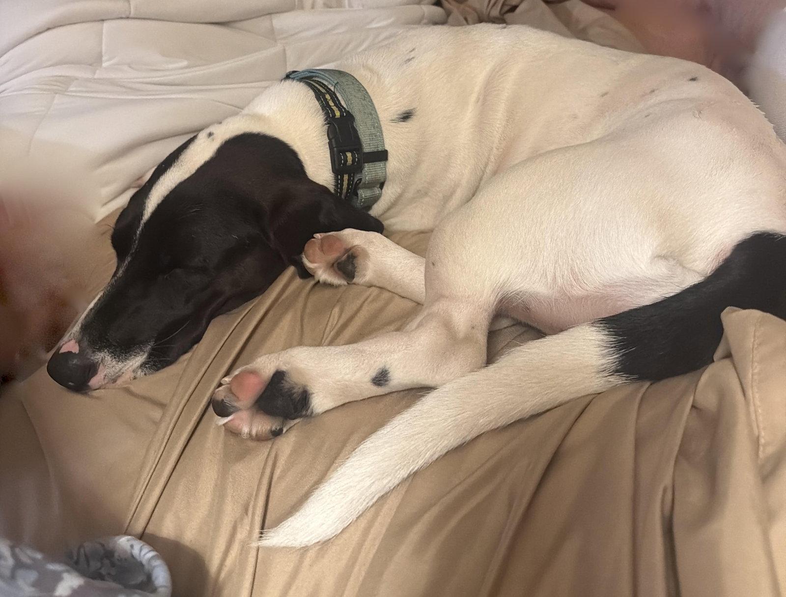 Enlarge Pickle (Sacramento), a Adoptable Basset Hound in Petaluma, CA image 3/3