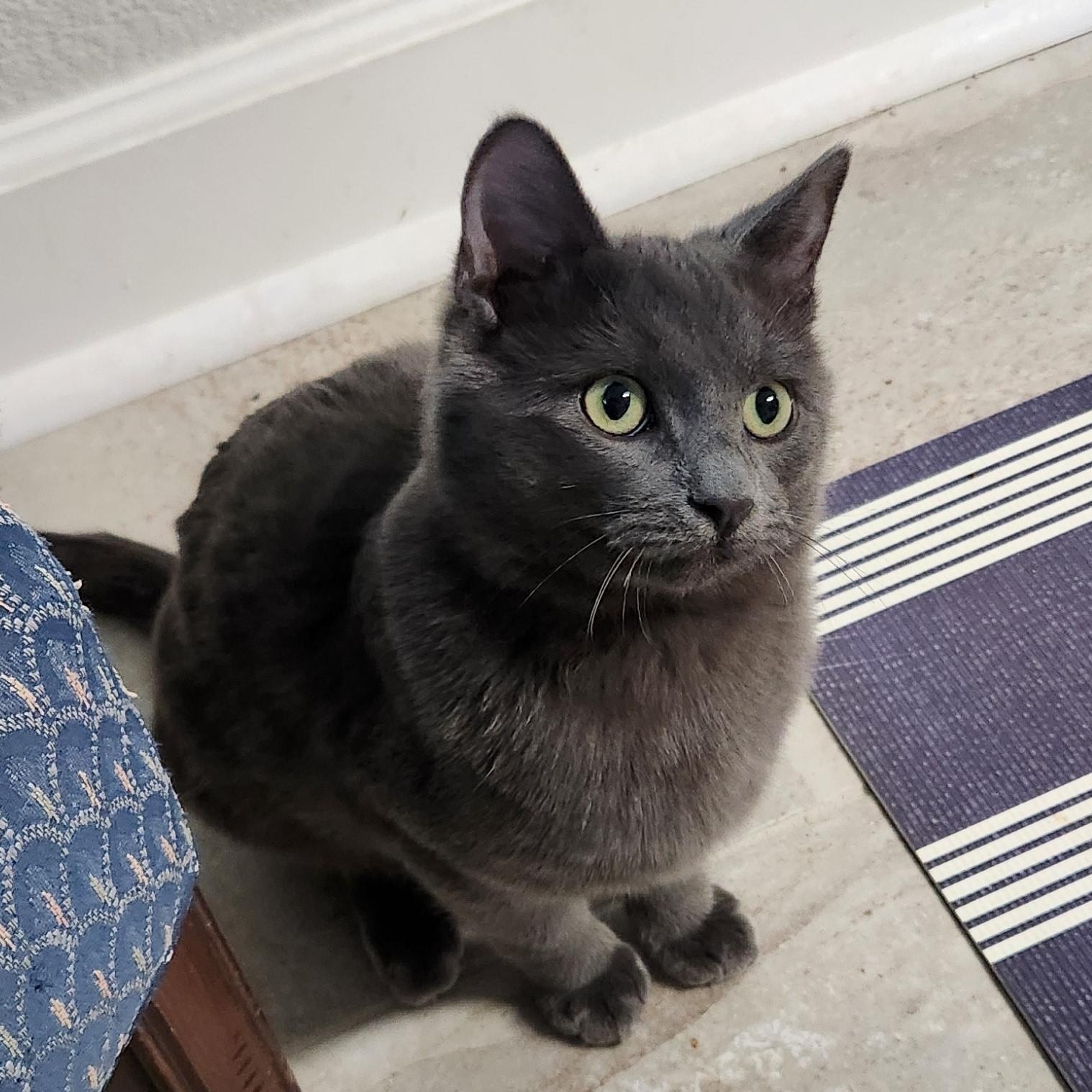 Billy Brogan FeLV+, Adoptable, Kitten Male Domestic Short Hair.