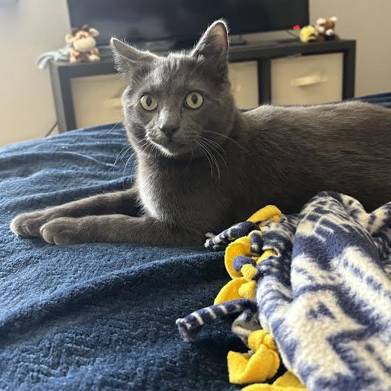 Enlarge Billy Brogan FeLV+, a Adoptable Domestic Short Hair in Denver, CO image 5/6