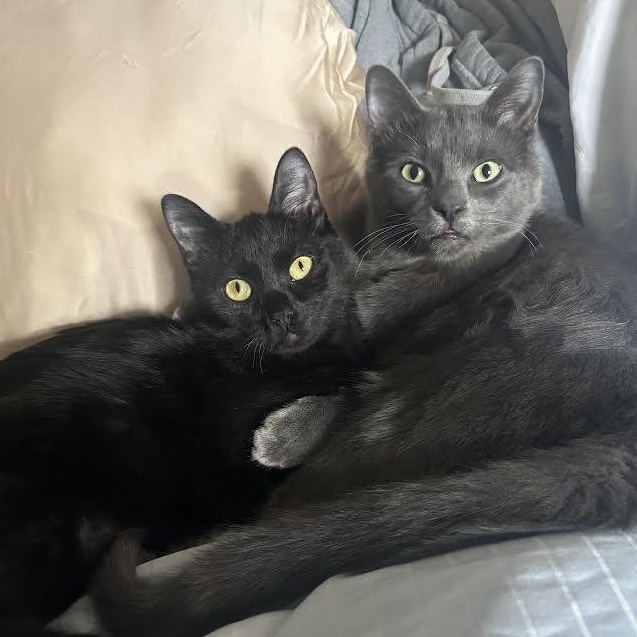 Enlarge Billy Brogan FeLV+, a Adoptable Domestic Short Hair in Denver, CO image 2/6