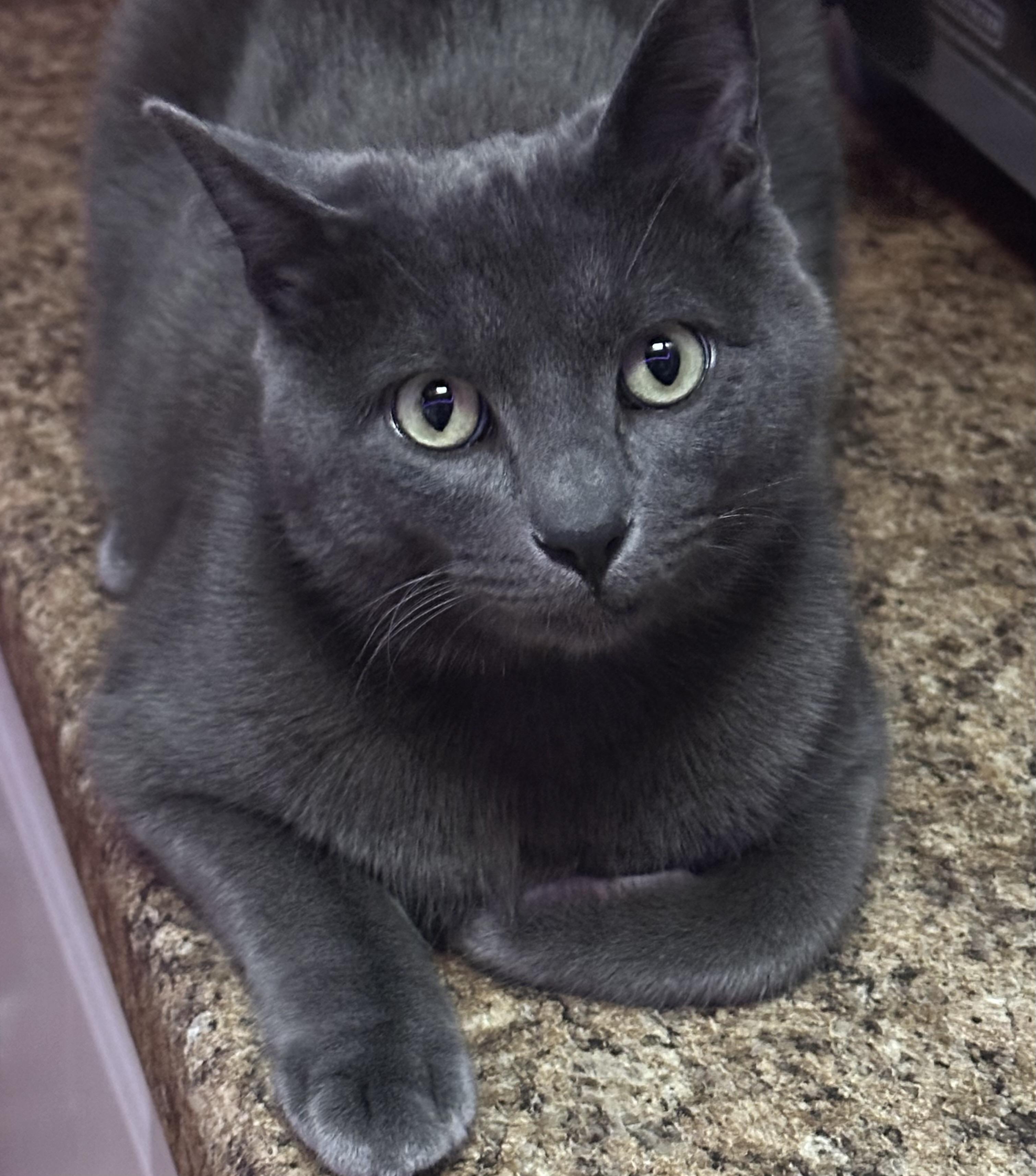 Enlarge Billy Brogan FeLV+, a Adoptable Domestic Short Hair in Denver, CO image 1/6