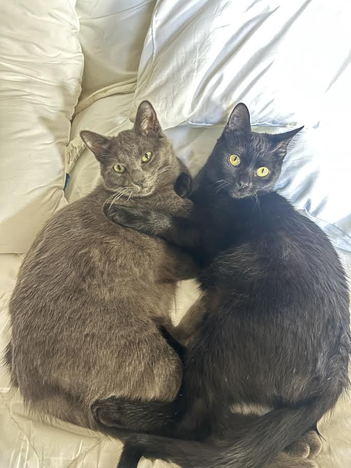 Enlarge Billy Brogan FeLV+, a Adoptable Domestic Short Hair in Denver, CO image 3/6
