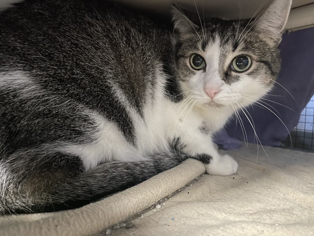 Tabby, Adult Female unknown