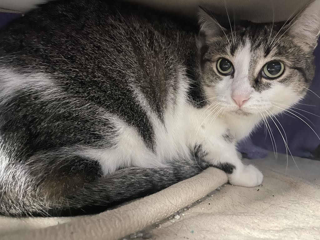 Enlarge Tabby, a Adoptable Domestic Short Hair in Wapakoneta, OH image 2/5