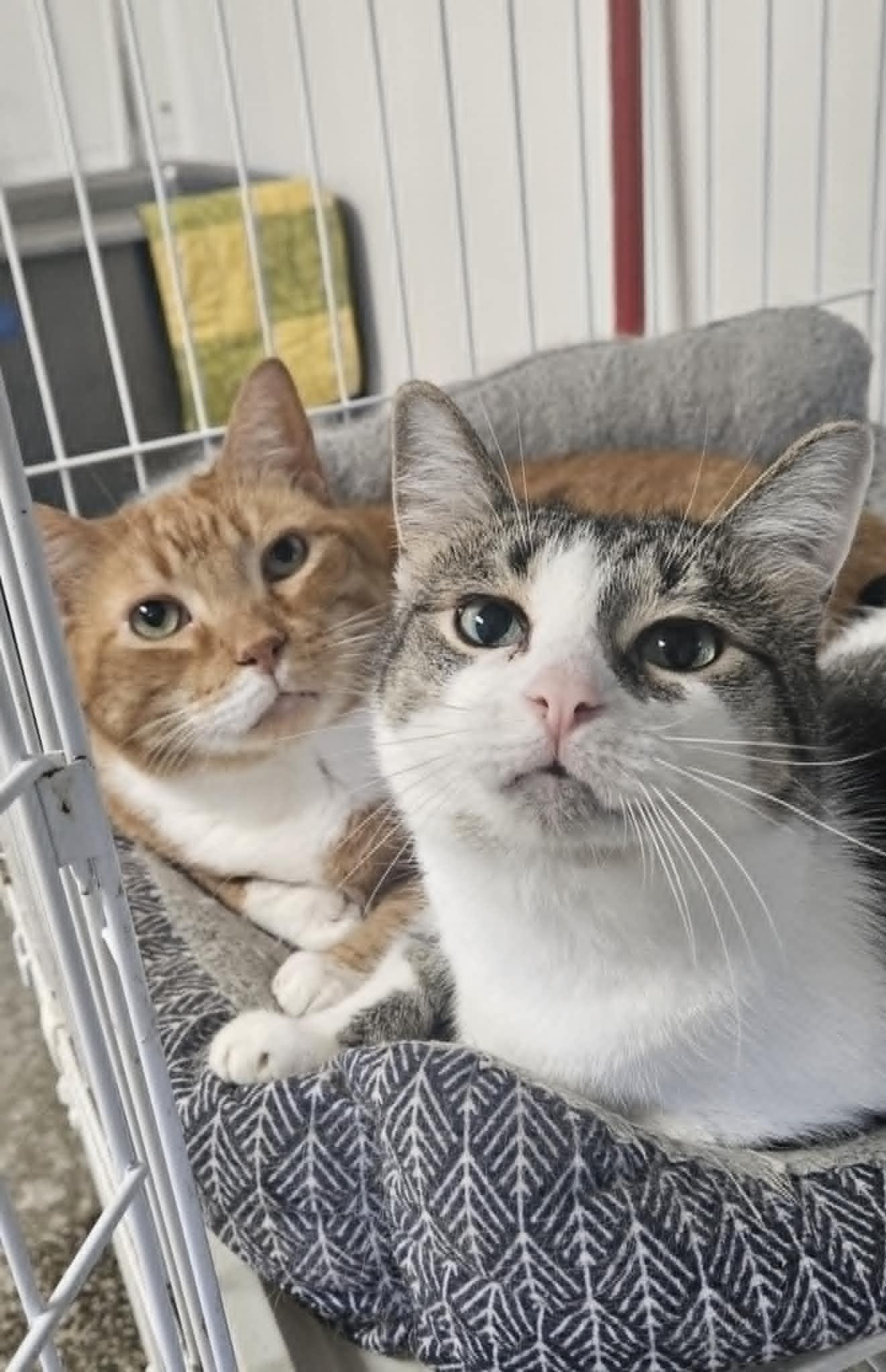 Tabby, Adoptable, Adult Female Domestic Short Hair.