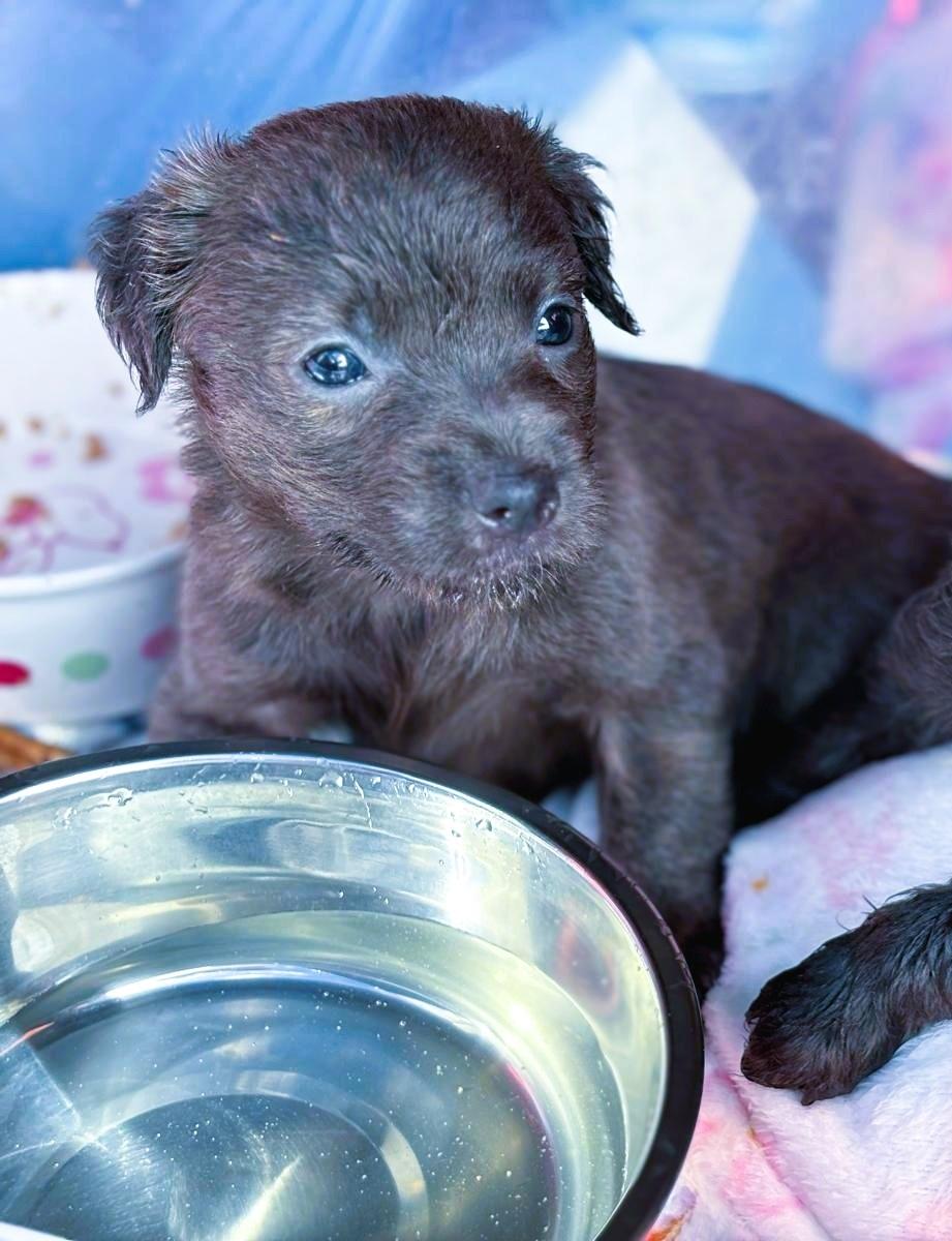 Diamond, adoptable, Puppy Male Shih Tzu & Chihuahua.