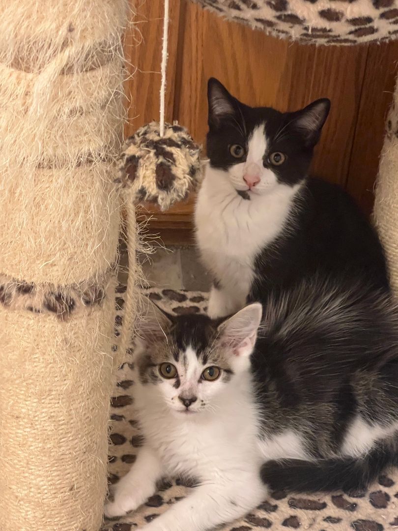 Storm, Adoptable, Young Male Domestic Short Hair.