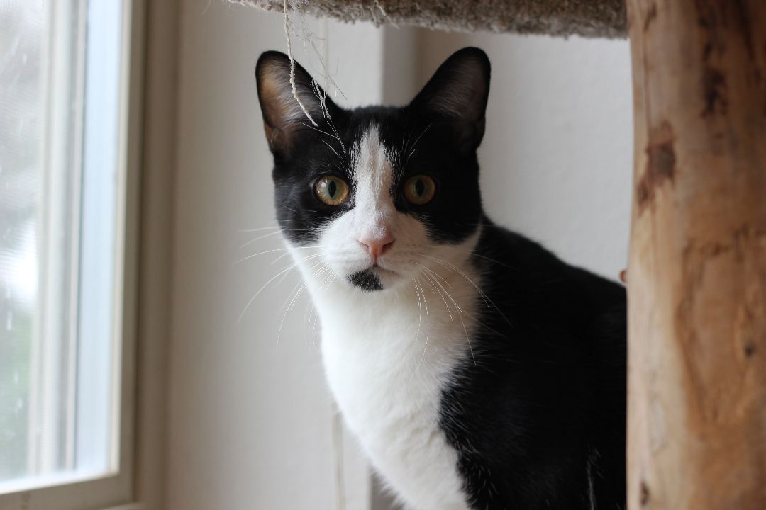 Storm, a Adoptable Domestic Short Hair in Gig Harbor, WA image 2/3