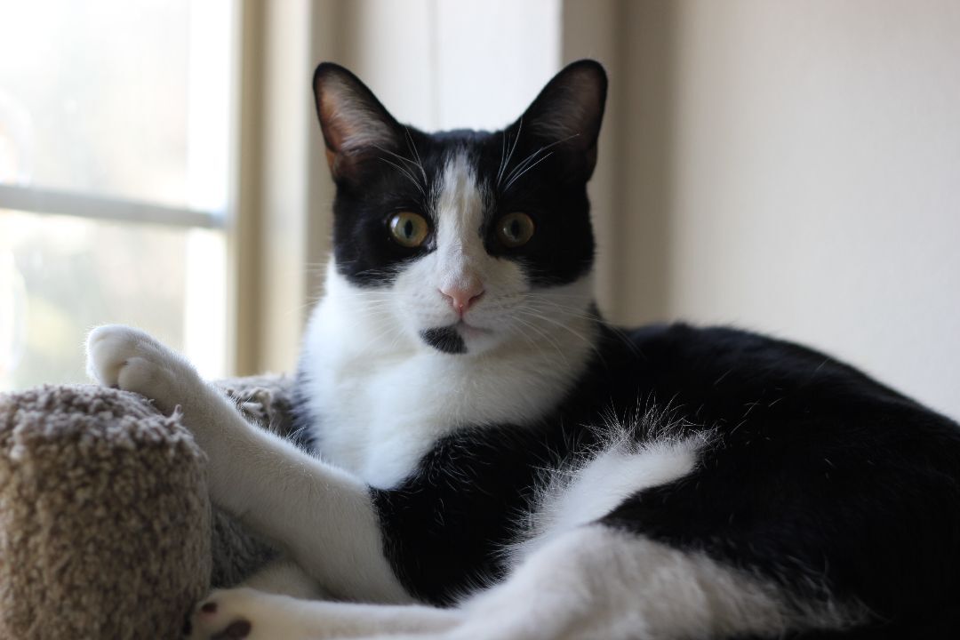 Storm, a Adoptable Domestic Short Hair in Gig Harbor, WA image 3/3