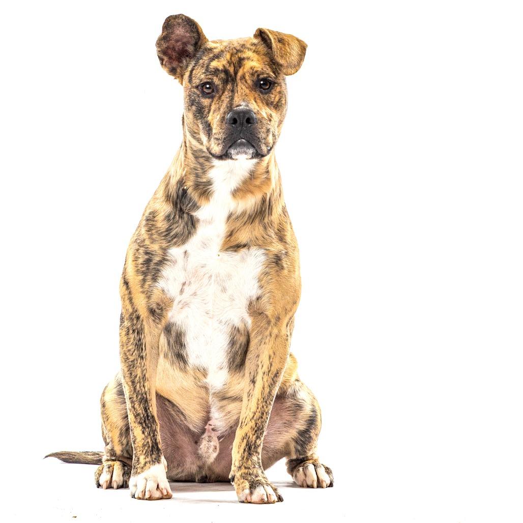 Enlarge Cletus, a Adoptable mixed breed in Reno, NV image 1/6