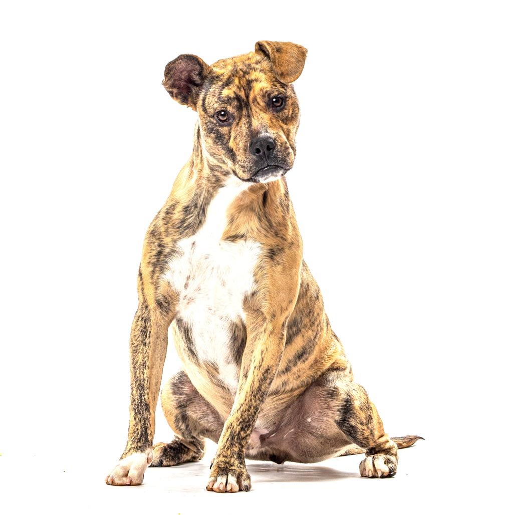 Enlarge Cletus, a Adoptable mixed breed in Reno, NV image 2/6
