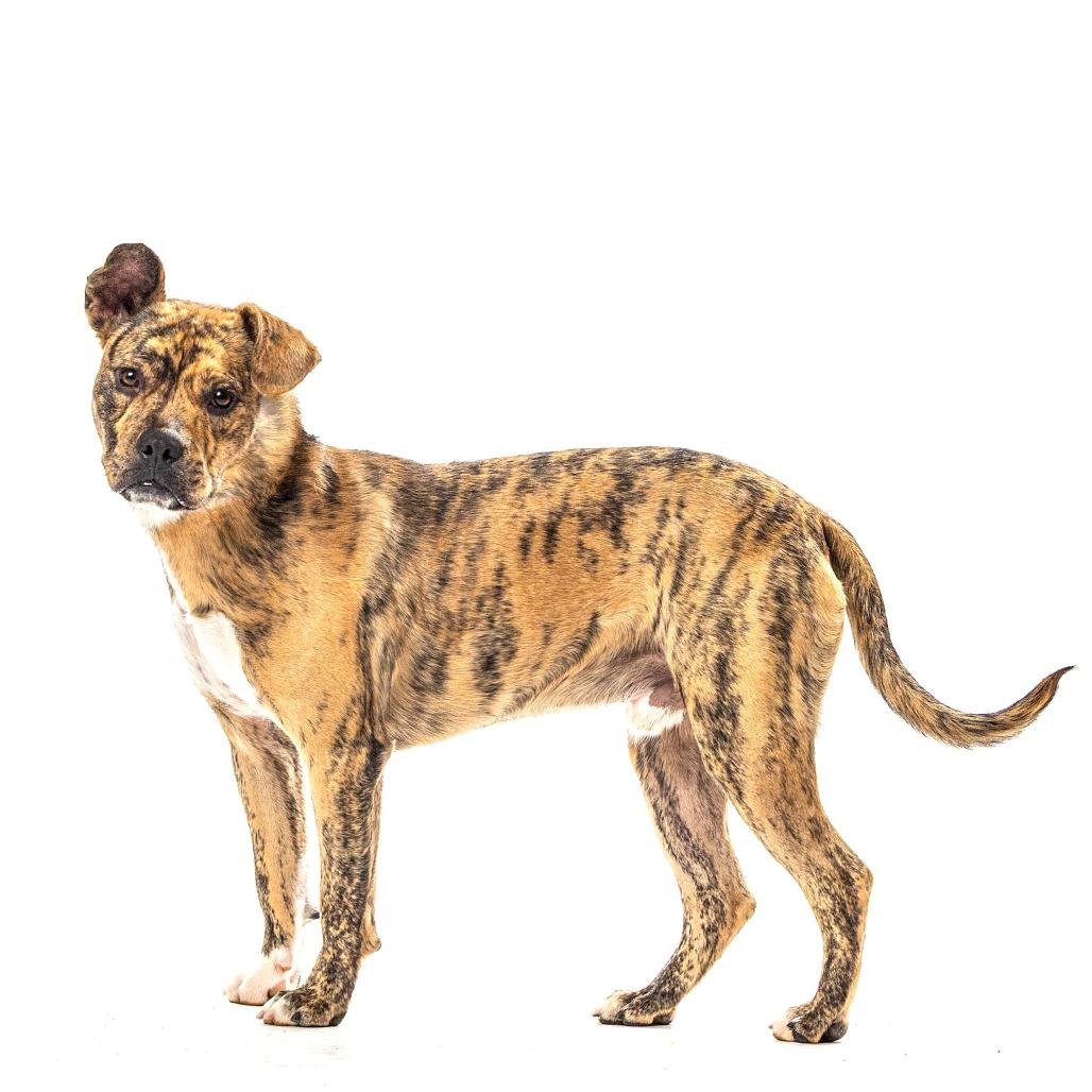 Enlarge Cletus, a Adoptable mixed breed in Reno, NV image 3/6