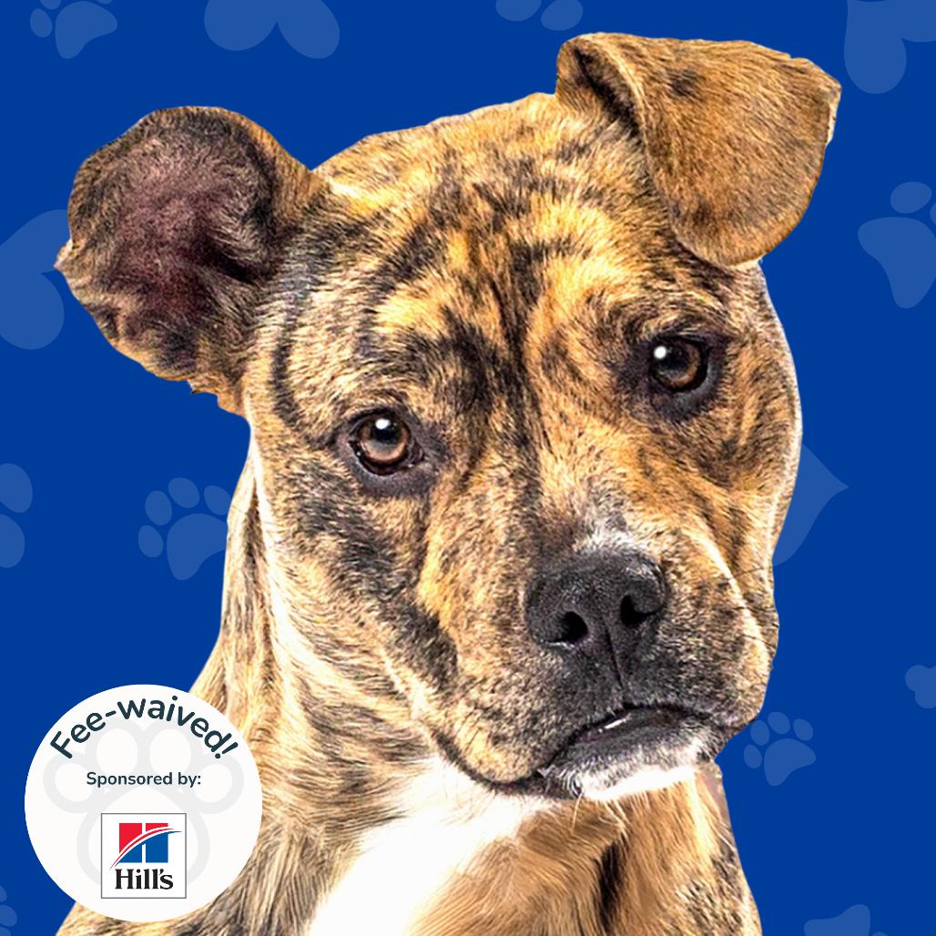 Enlarge Cletus, a Adoptable mixed breed in Reno, NV image 4/6