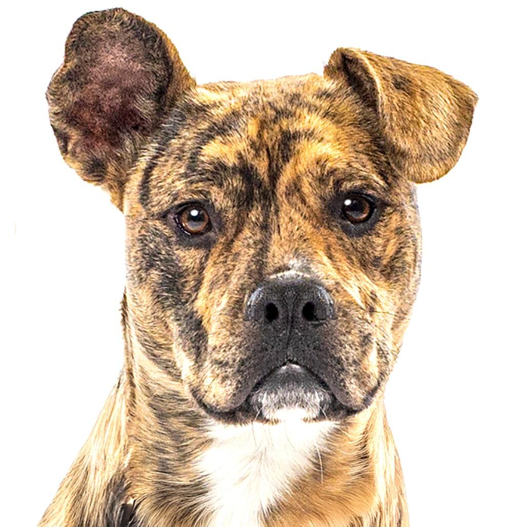 Enlarge Cletus, a Adoptable mixed breed in Reno, NV image 5/6